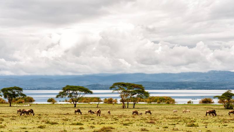 Gorillas & Masai Mara – Camping