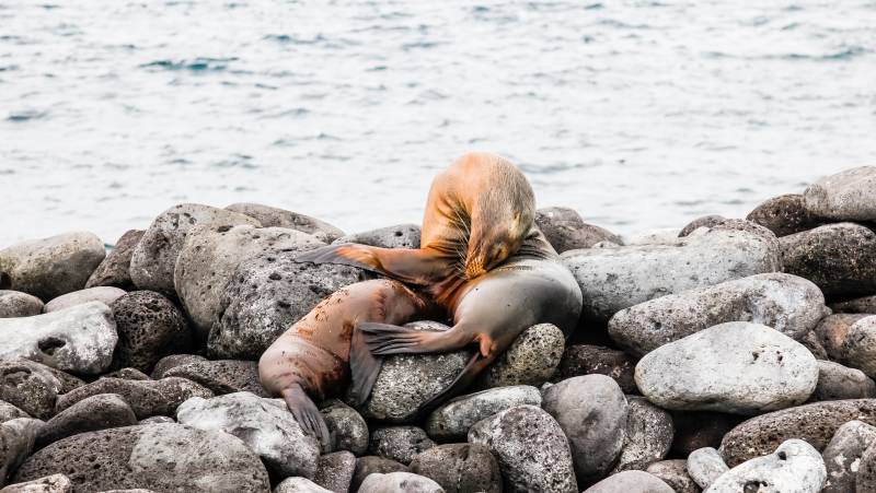 Highlights of Ecuador & the Galapagos