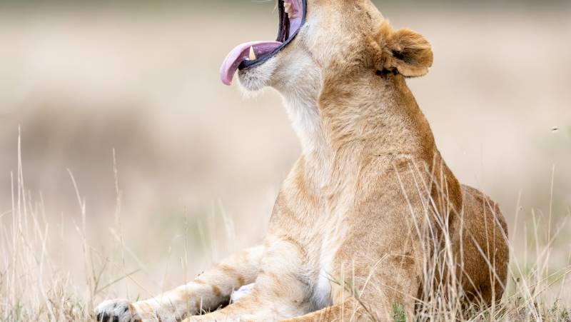 Kenya Safari Adventure