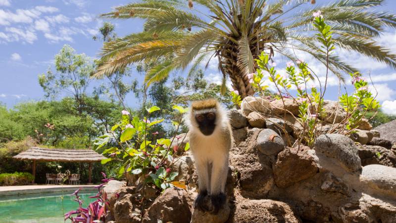 Kenya Safari Adventure