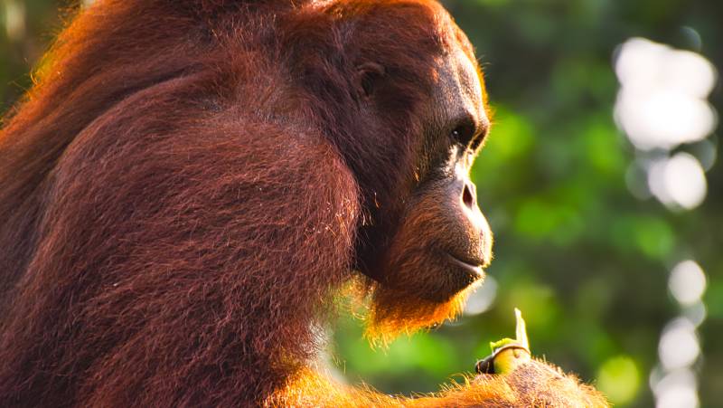 Borneo & the Malaysian Peninsula