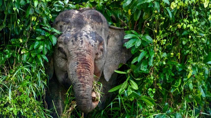 Borneo & the Malaysian Peninsula