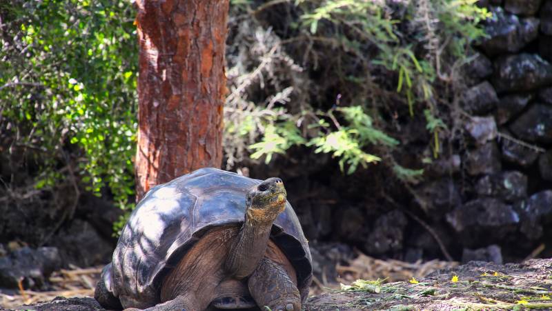 Highlights of Ecuador & the Galapagos