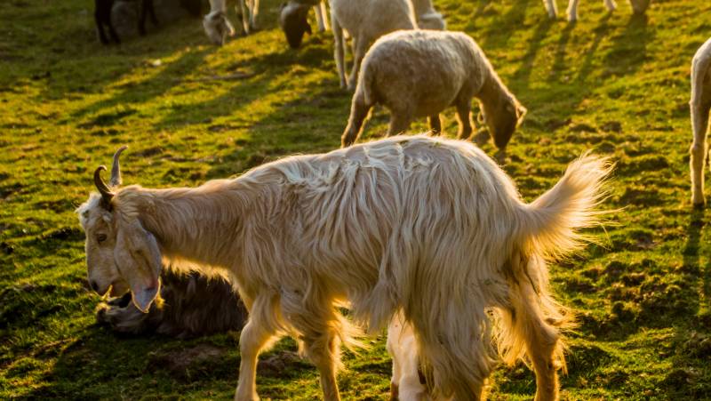 Foothills of the Himalaya
