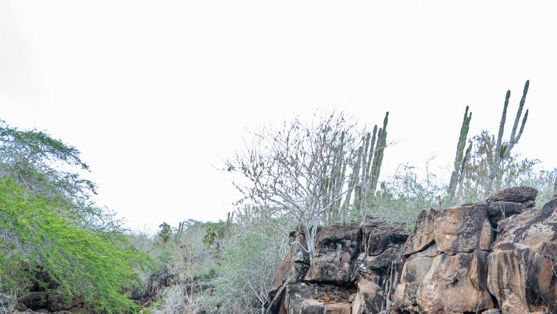 Highlights of Ecuador & the Galapagos