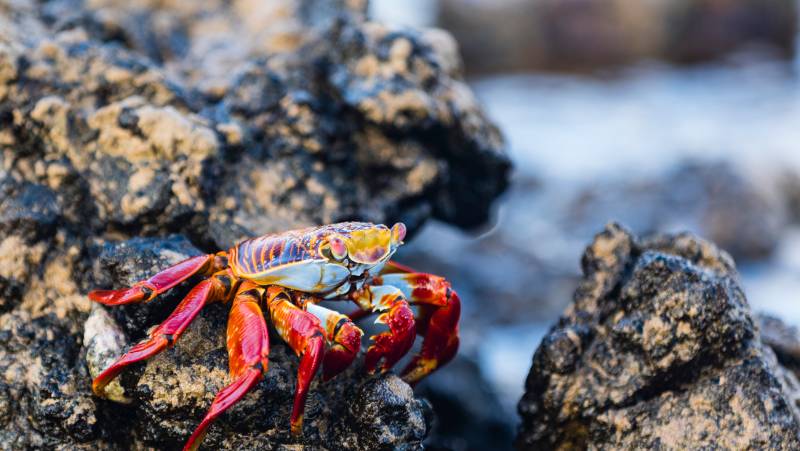 Highlights of Ecuador & the Galapagos