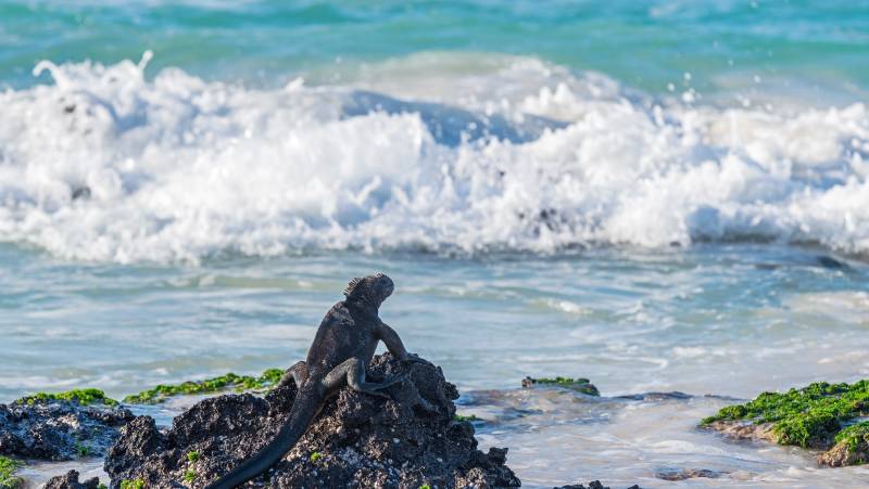 Highlights of Ecuador & the Galapagos