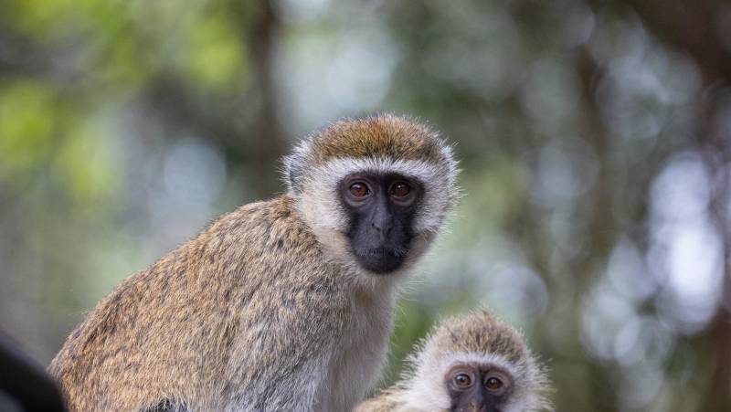 Kenya Safari Adventure