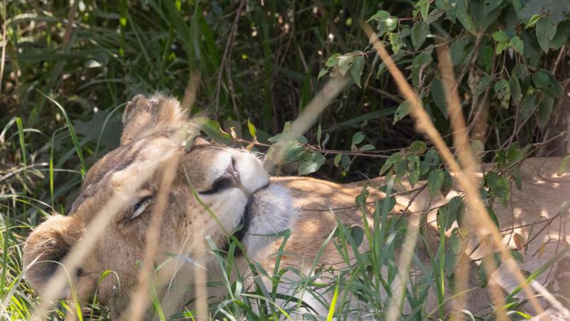 Kenya Safari Adventure