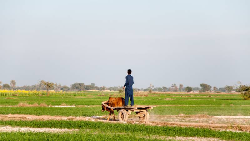 Foothills of the Himalaya