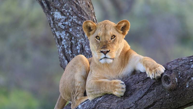 Safari Add-on Tour – after Lemosho Route