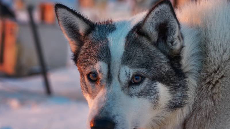 Svalbard Arctic Adventure – Sunny Winter