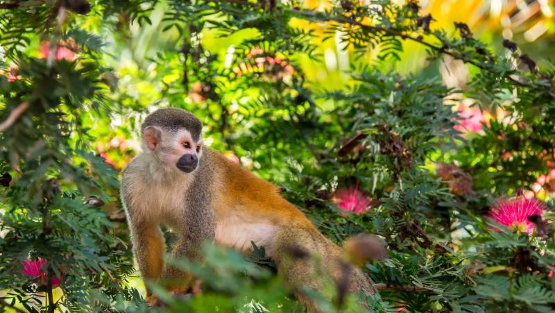 Squirrel Monkey (Saimiri Oerstedii)