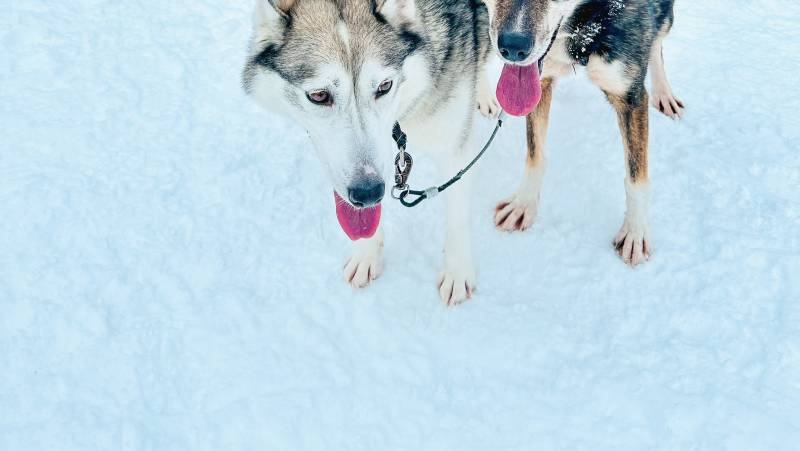 Finland Family Winter Adventure