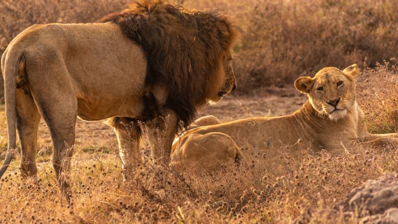 Tanzania Safari Adventure