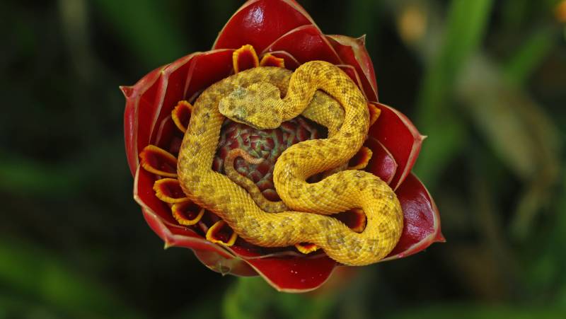 Eyelash-Viper,Costa Rica