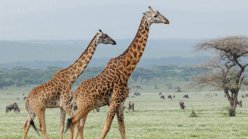 Tanzania Safari Adventure