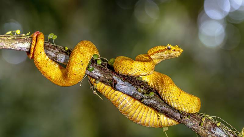 Wild Costa Rica – Premium Adventure