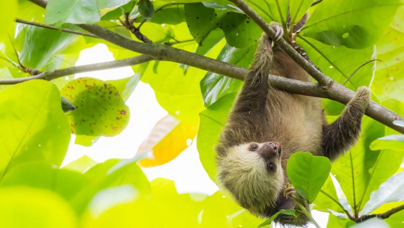 Wild Costa Rica – Premium Adventure