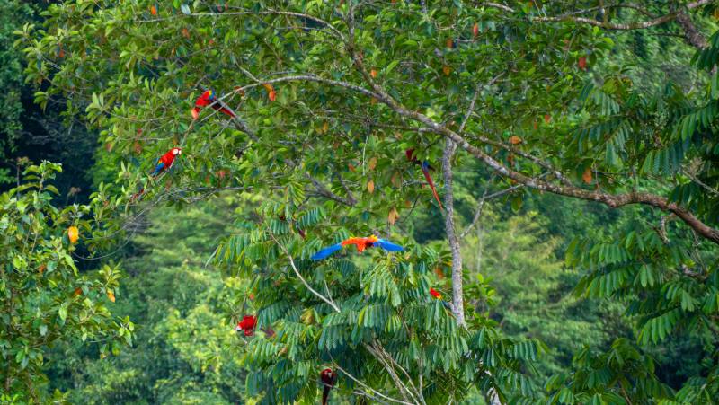 Wild Costa Rica – Premium Adventure