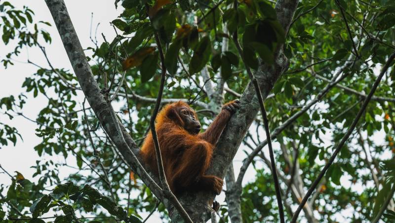 Primates & Dragons of Indonesia