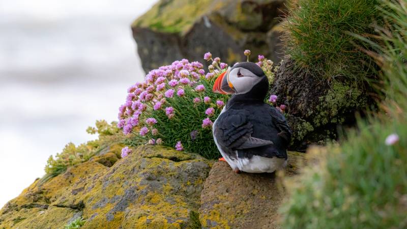 Under the Northern Lights: Exploring Iceland & East Greenland