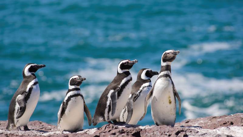 Valdés Peninsula Add-on Tour