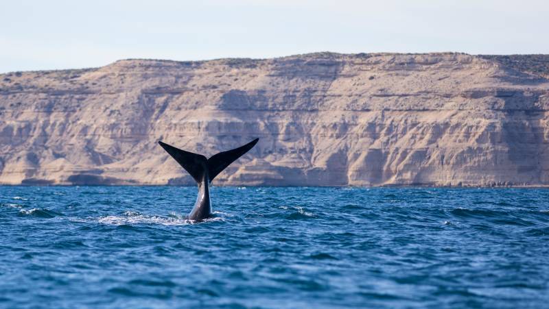 Valdés Peninsula Add-on Tour