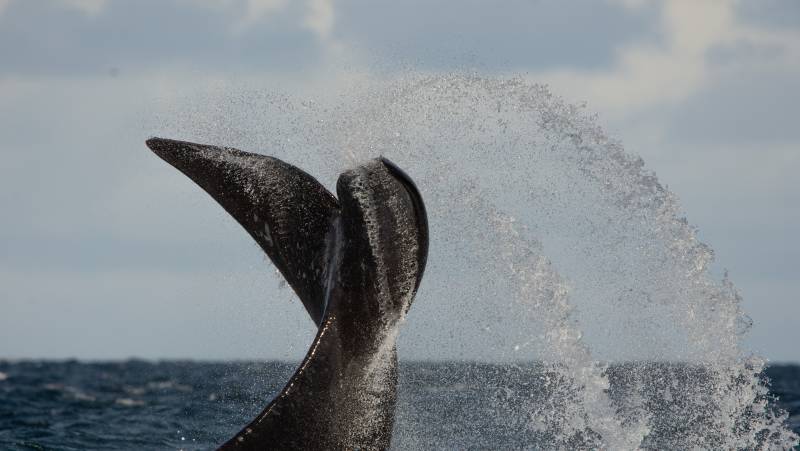 Valdés Peninsula Add-on Tour