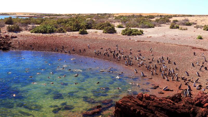 Valdés Peninsula Add-on Tour