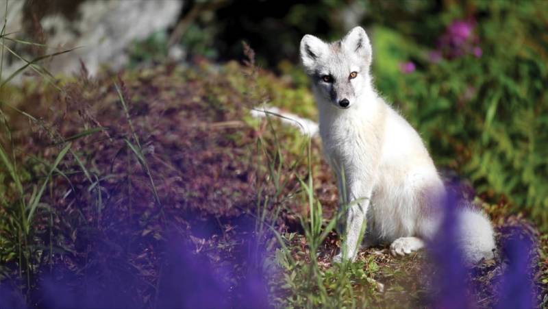 Greenland to Newfoundland: Mountains, Wildlife and Viking History