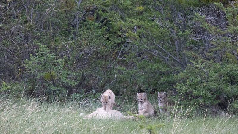 Puma Tracking Add-on Tour