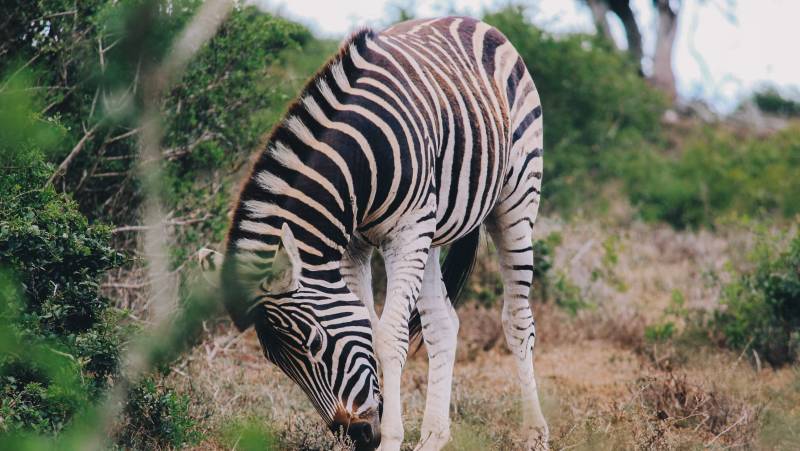 Discover South Africa’s Garden Route