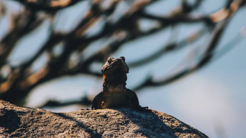 Discover South Africa’s Garden Route