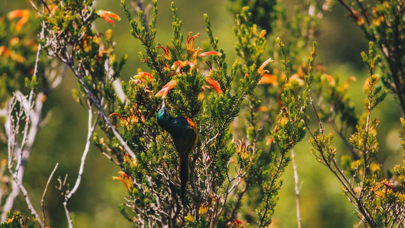 Discover South Africa’s Garden Route