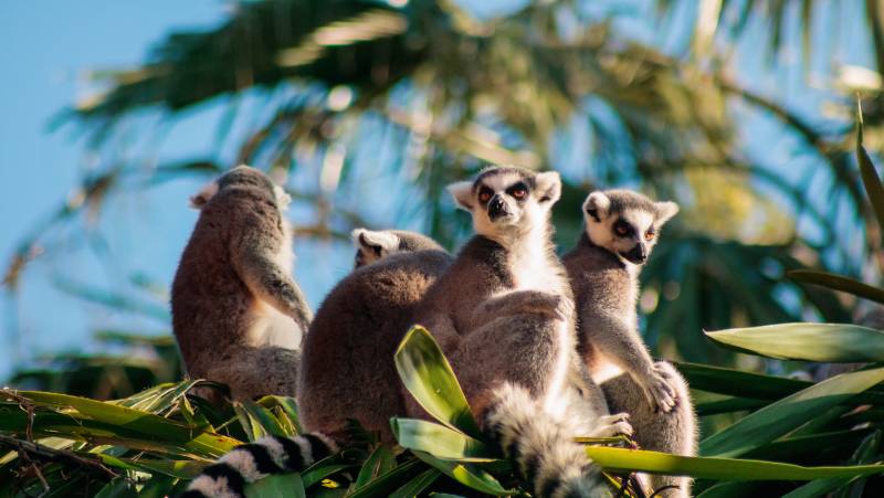 Madagascar Wildlife Adventure