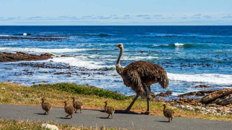 Best of the Garden Route – Premium Adventure