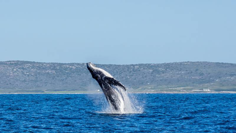 Best of the Garden Route – Premium Adventure