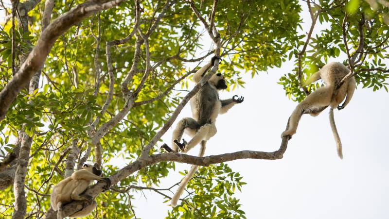 Madagascar Wildlife Adventure