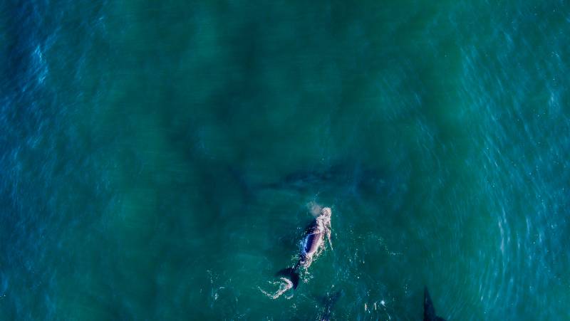 Discover South Africa’s Garden Route