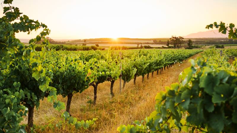 Discover South Africa’s Garden Route