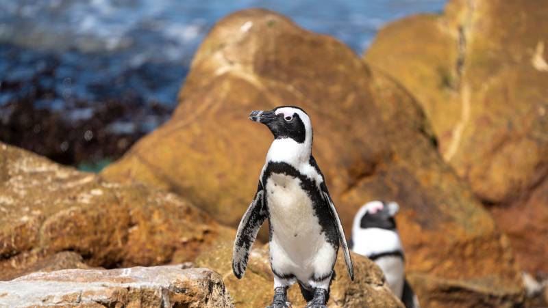 Discover South Africa’s Garden Route