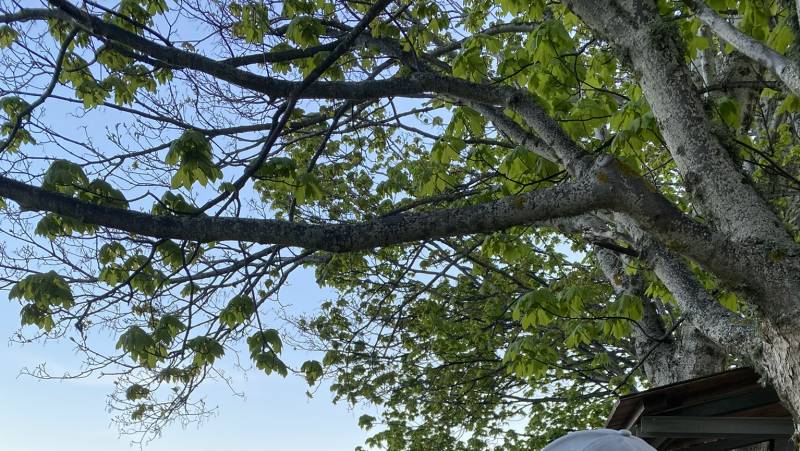 Italian Apennines: Walks & Wildlife