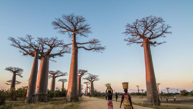 Madagascar Wildlife Adventure