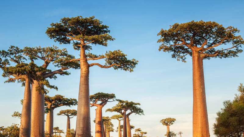 Madagascar Wildlife Adventure