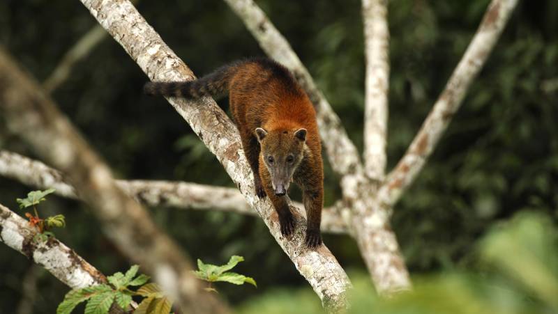 Sacha Lodge Add-on Tour