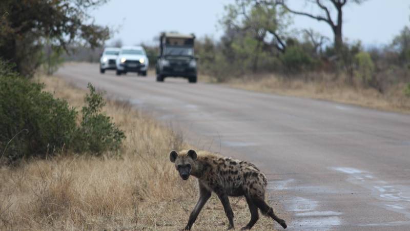 Essential Kruger Safari