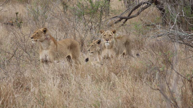 Essential Kruger Safari