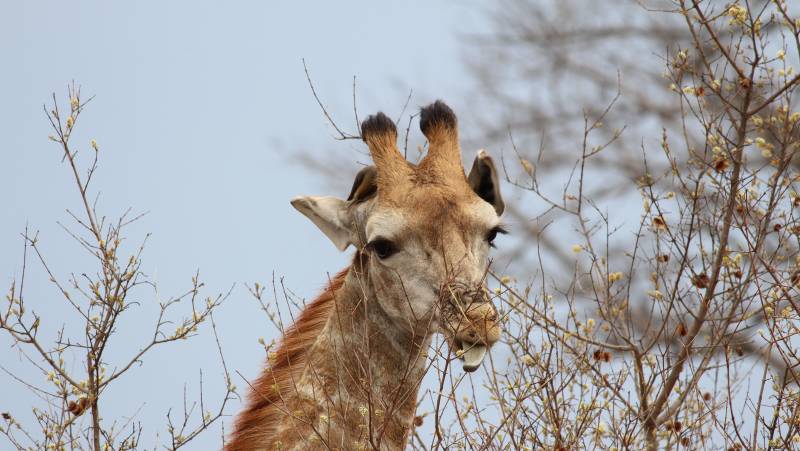 Essential Kruger Safari – Family Adventure