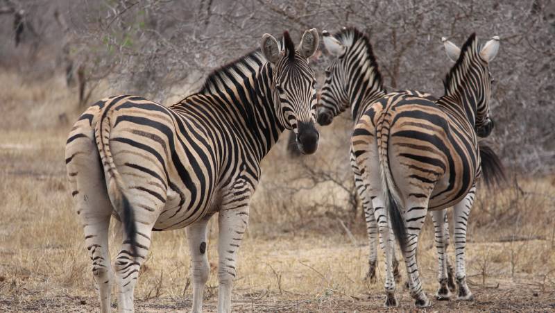 Essential Kruger Safari